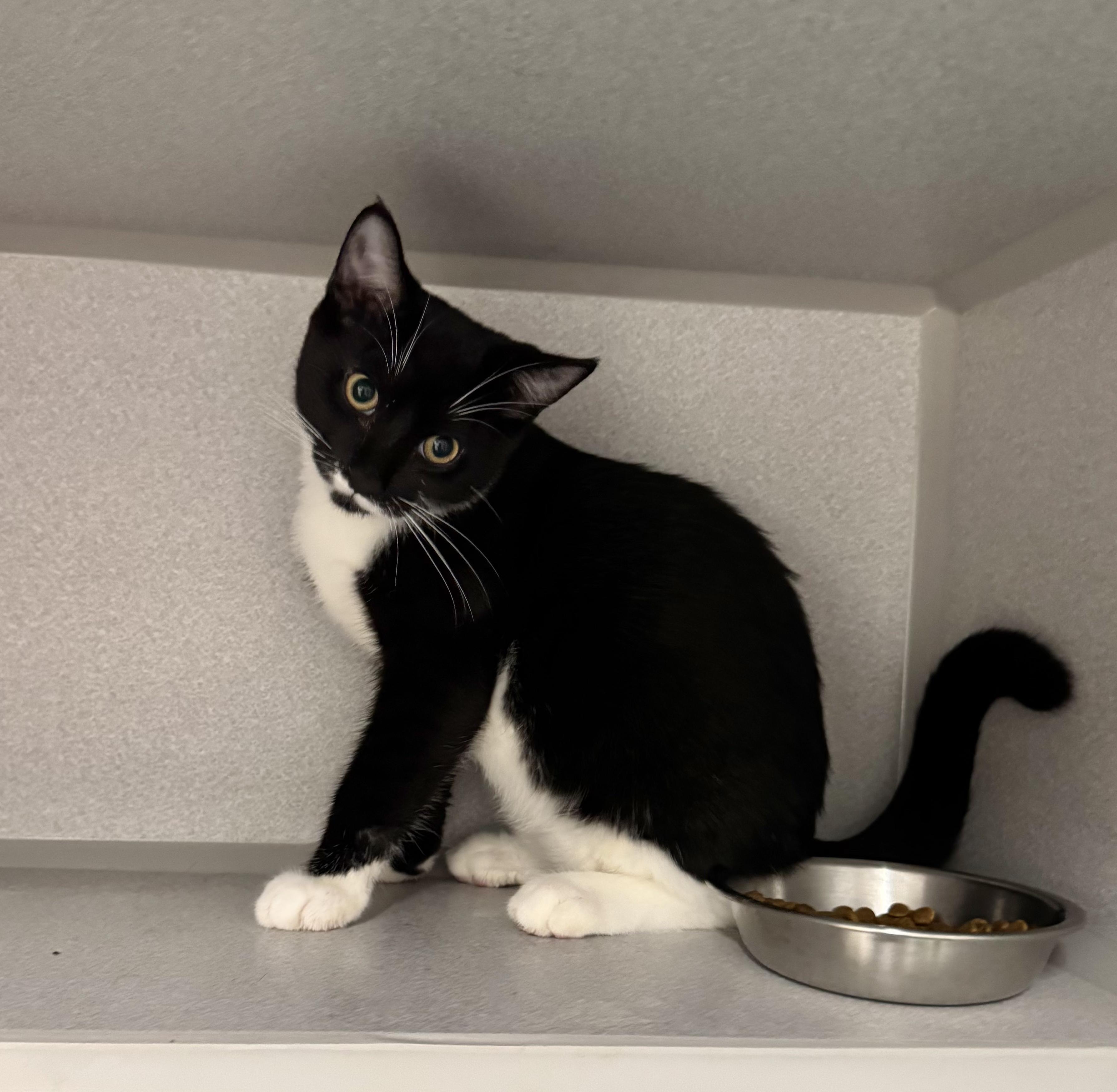 -Finn, an adoptable mixed breed in Red Bluff, CA image 4/6