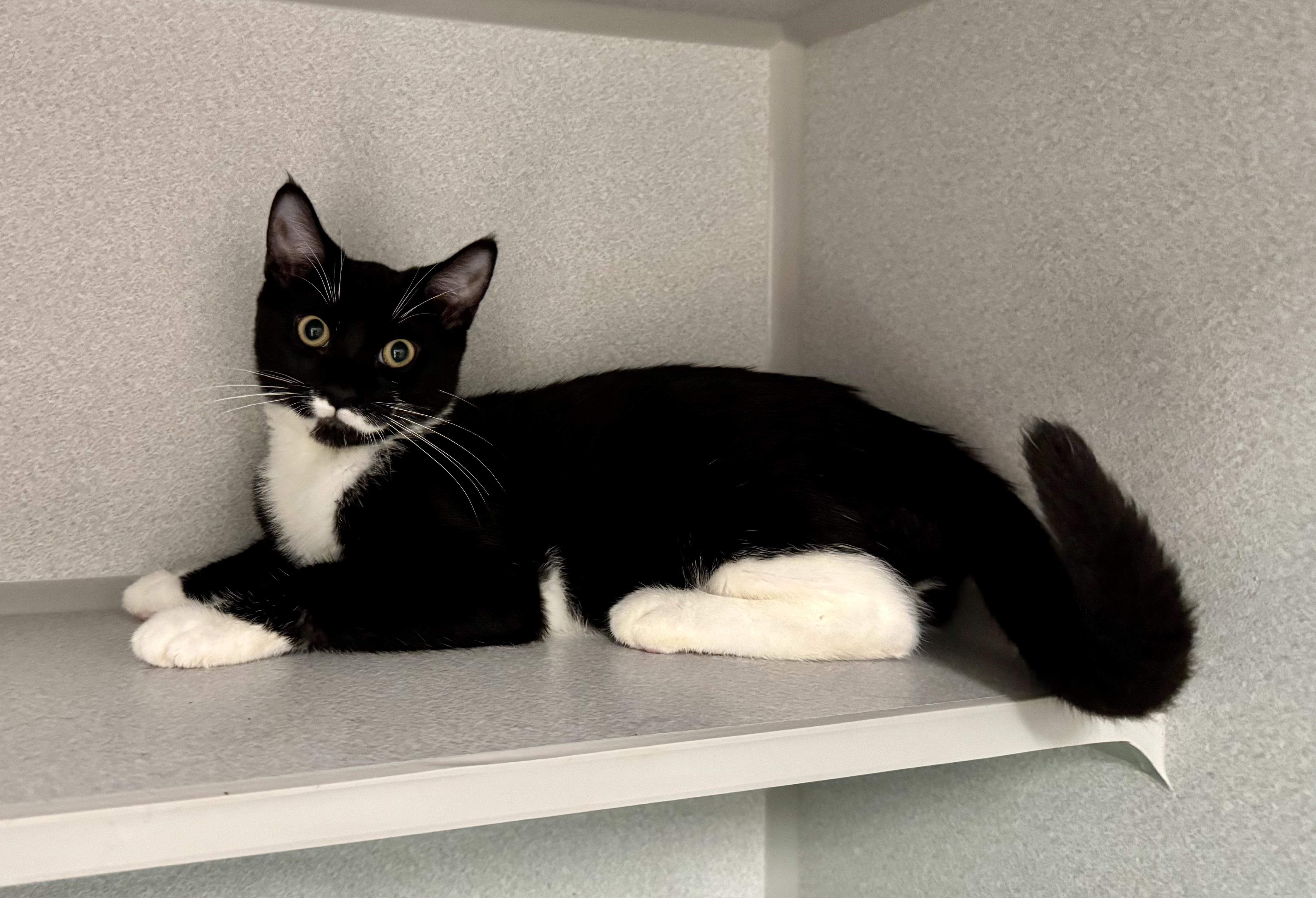 -Finn, an adoptable mixed breed in Red Bluff, CA image 5/6