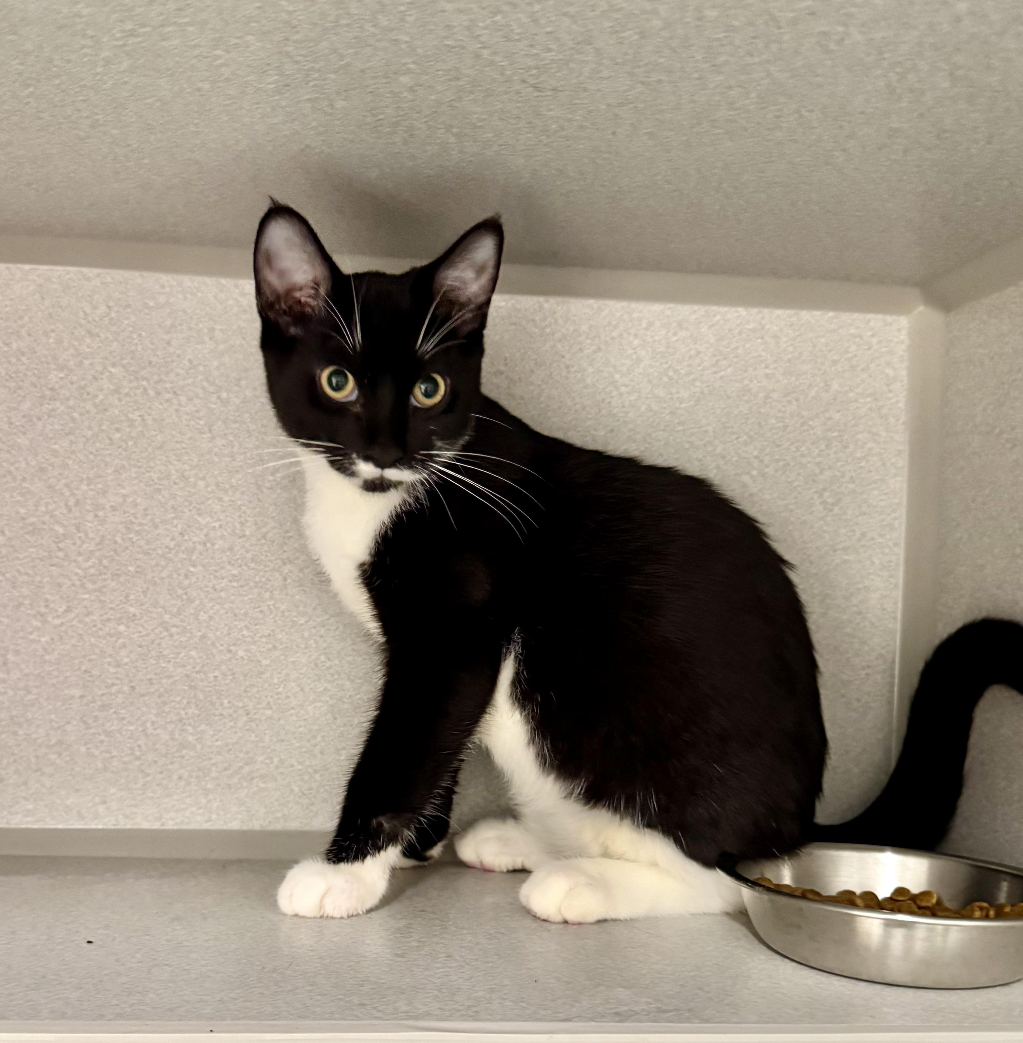 -Finn, an adoptable mixed breed in Red Bluff, CA image 2/6