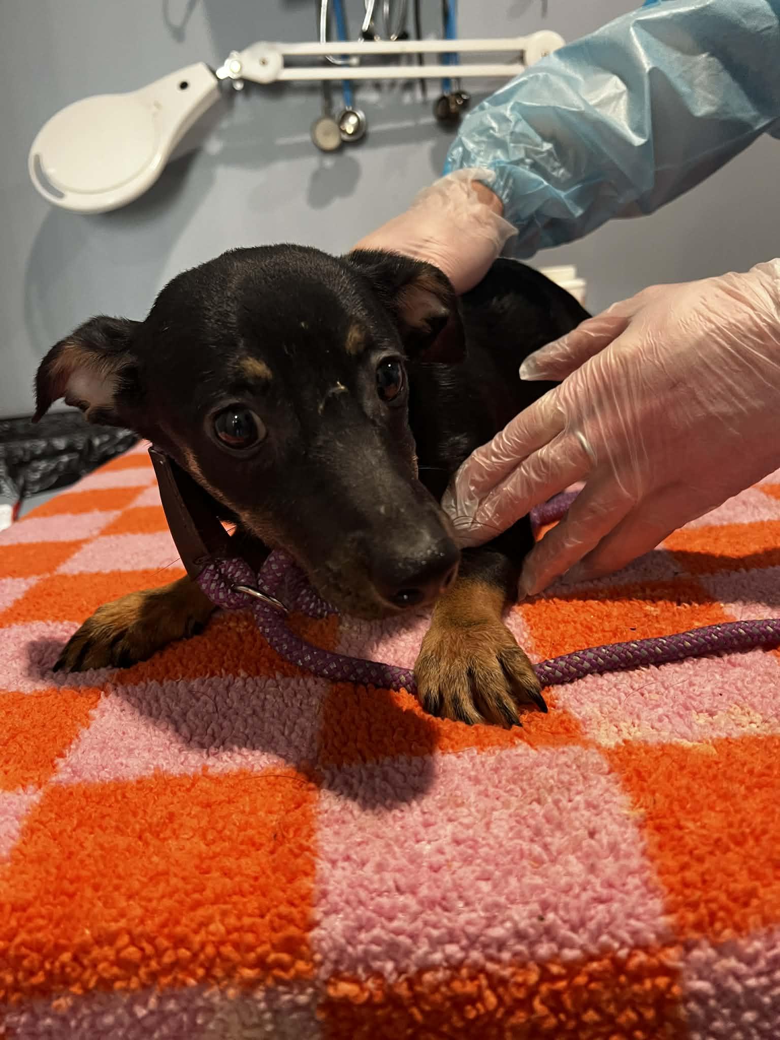 Nova, Adoptable, Young Female Miniature Pinscher.