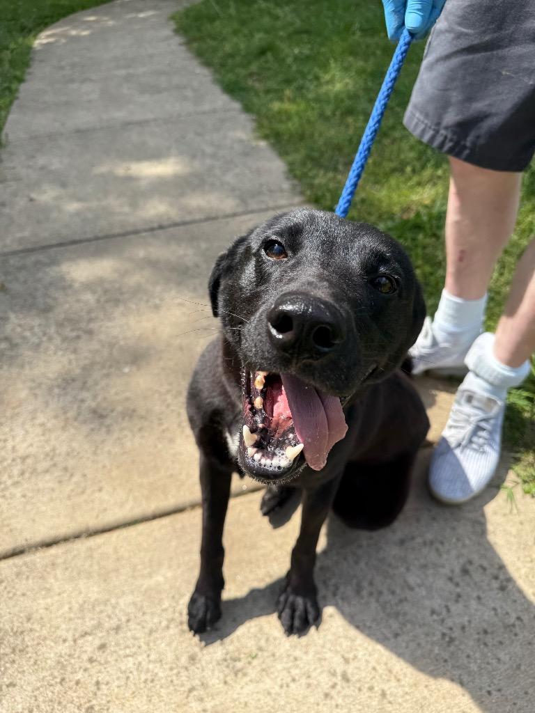 Chingy, Adoptable, Adult Male Mixed Breed.