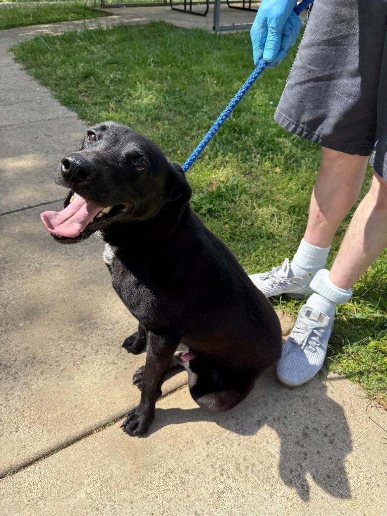 Enlarge Chingy, a Adoptable mixed breed in Lawrenceburg, TN image 3/6