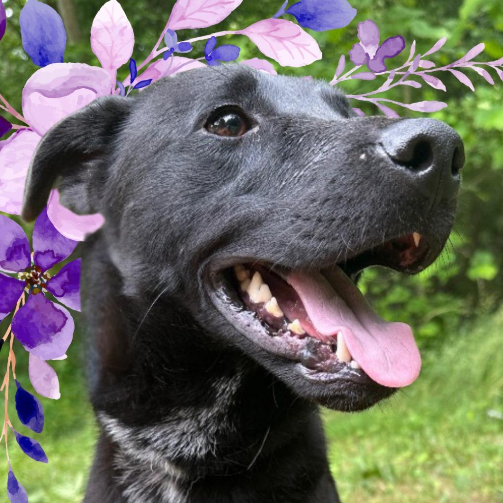Enlarge Chingy, a Adoptable mixed breed in Lawrenceburg, TN image 4/6