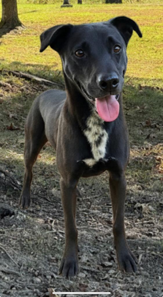 Enlarge Chingy, a Adoptable mixed breed in Lawrenceburg, TN image 5/6