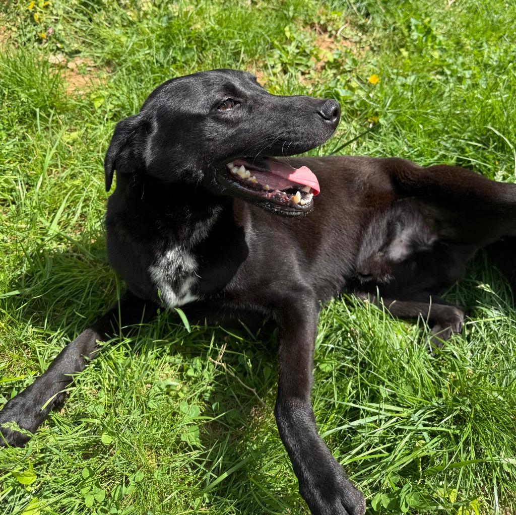 Chingy, a Adoptable mixed breed in Lawrenceburg, TN image 4/6