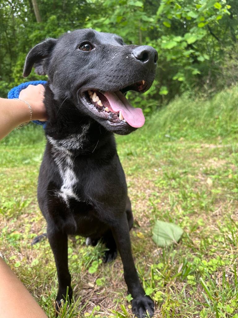 Enlarge Chingy, a Adoptable mixed breed in Lawrenceburg, TN image 6/6