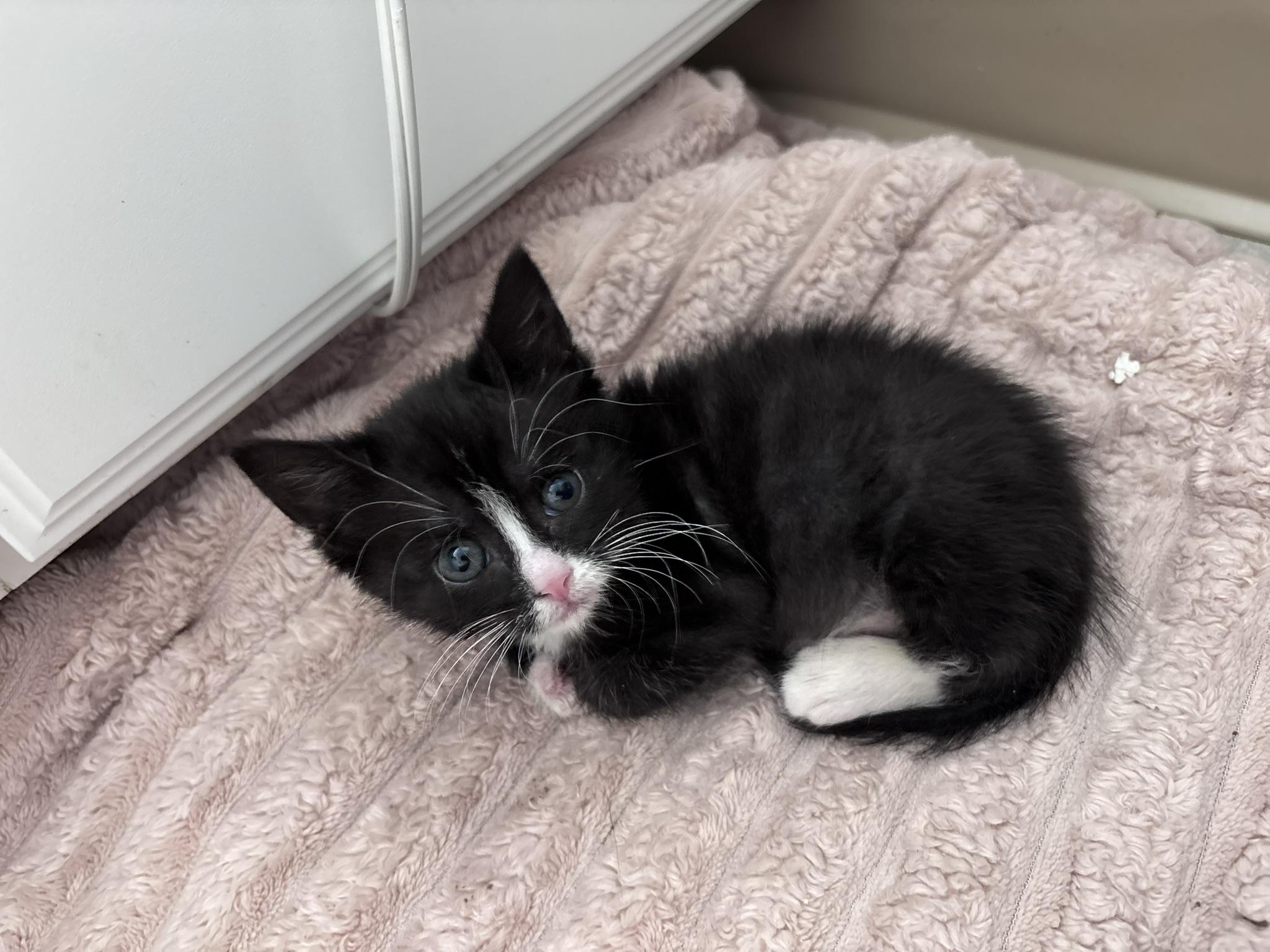 Crinkle, Adoptable, Young Female Domestic Short Hair.