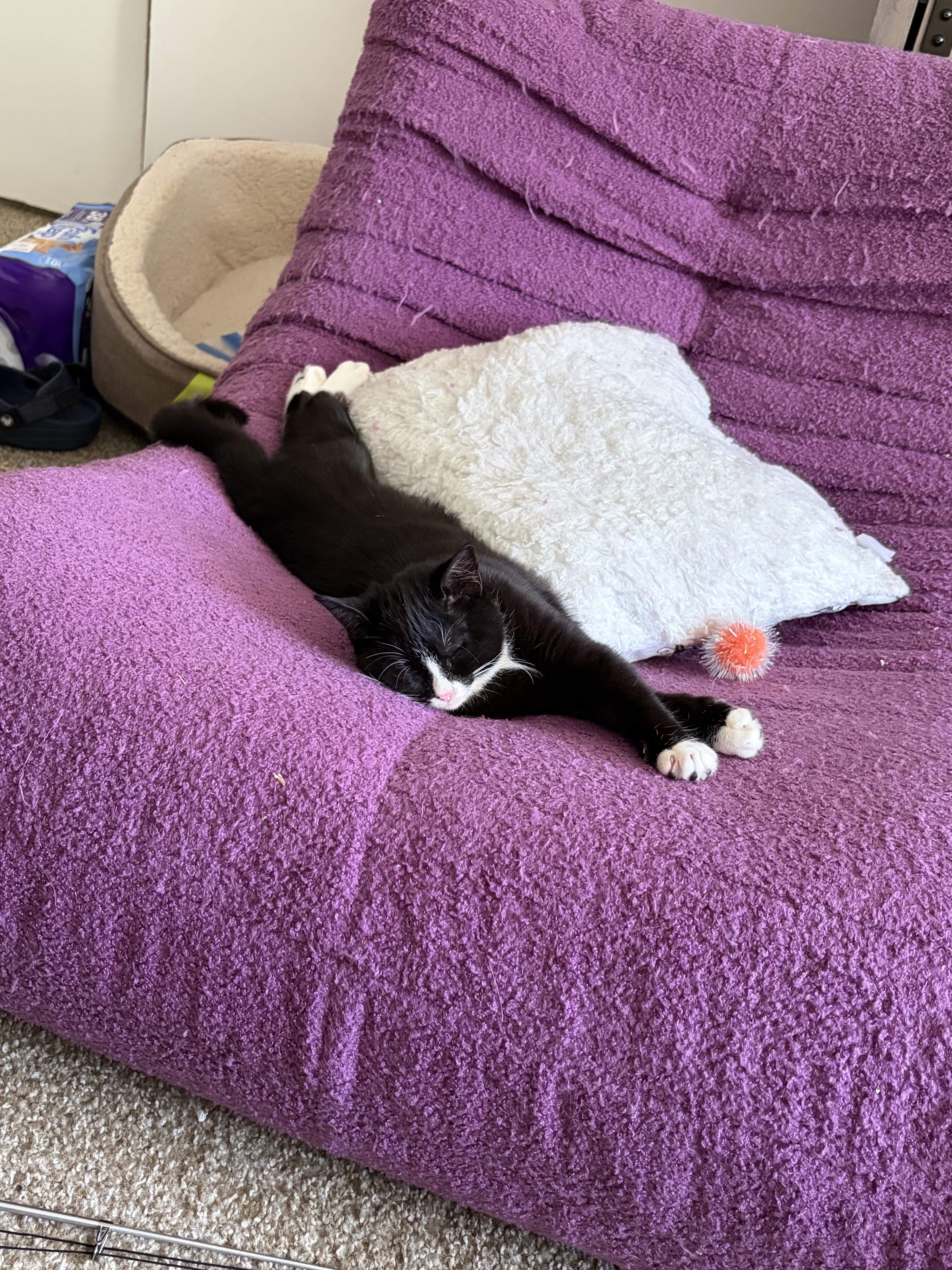 Crinkle, Adoptable, Young Female Domestic Short Hair.