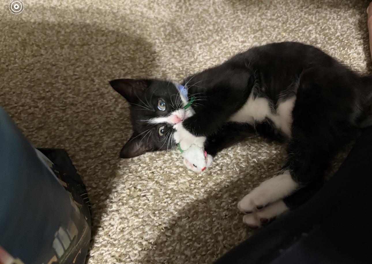 Crinkle, a Adoptable Domestic Short Hair in Bear, DE image 2/5