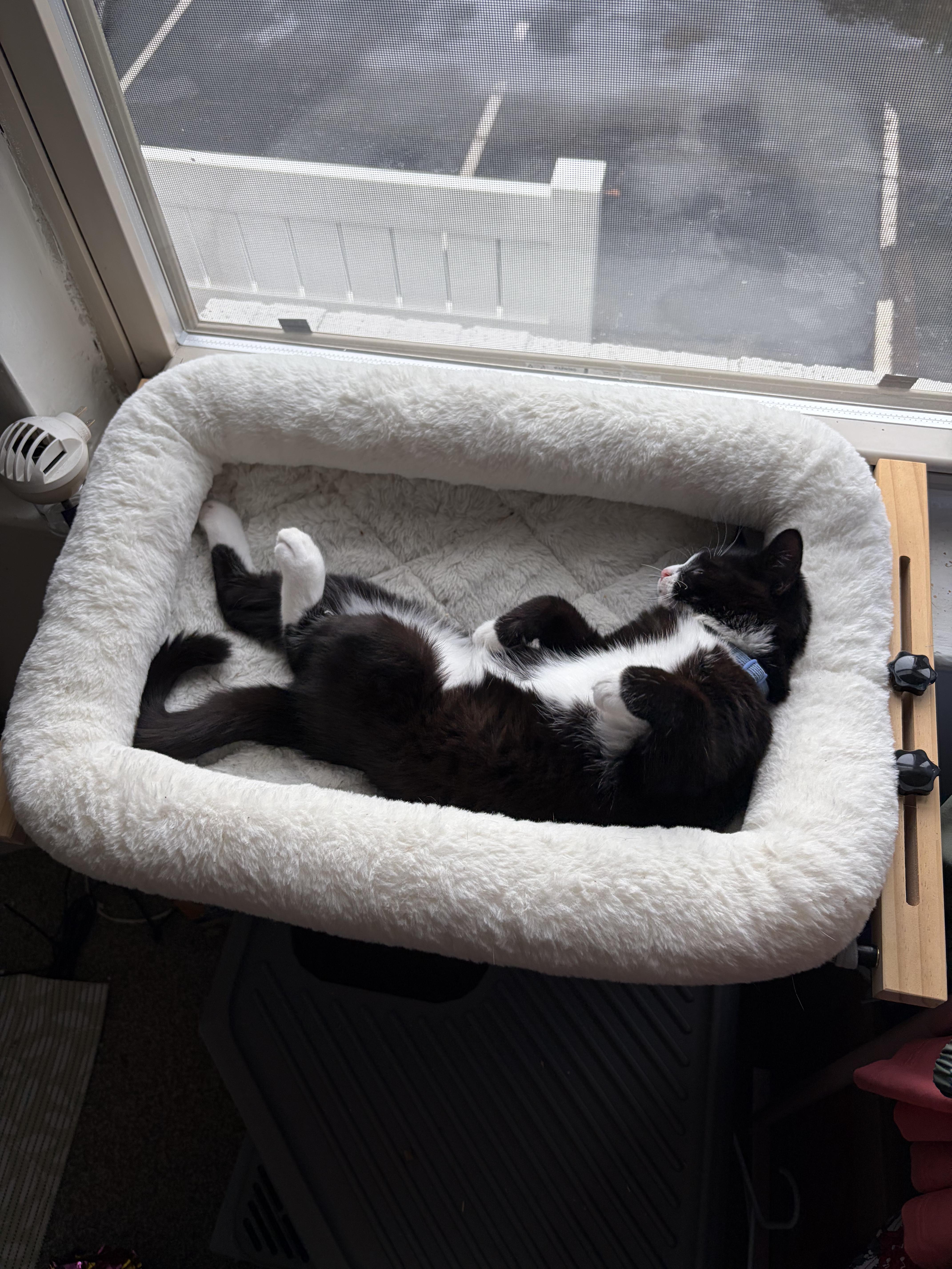 Enlarge Crinkle, a Adoptable Domestic Short Hair in Bear, DE image 6/6