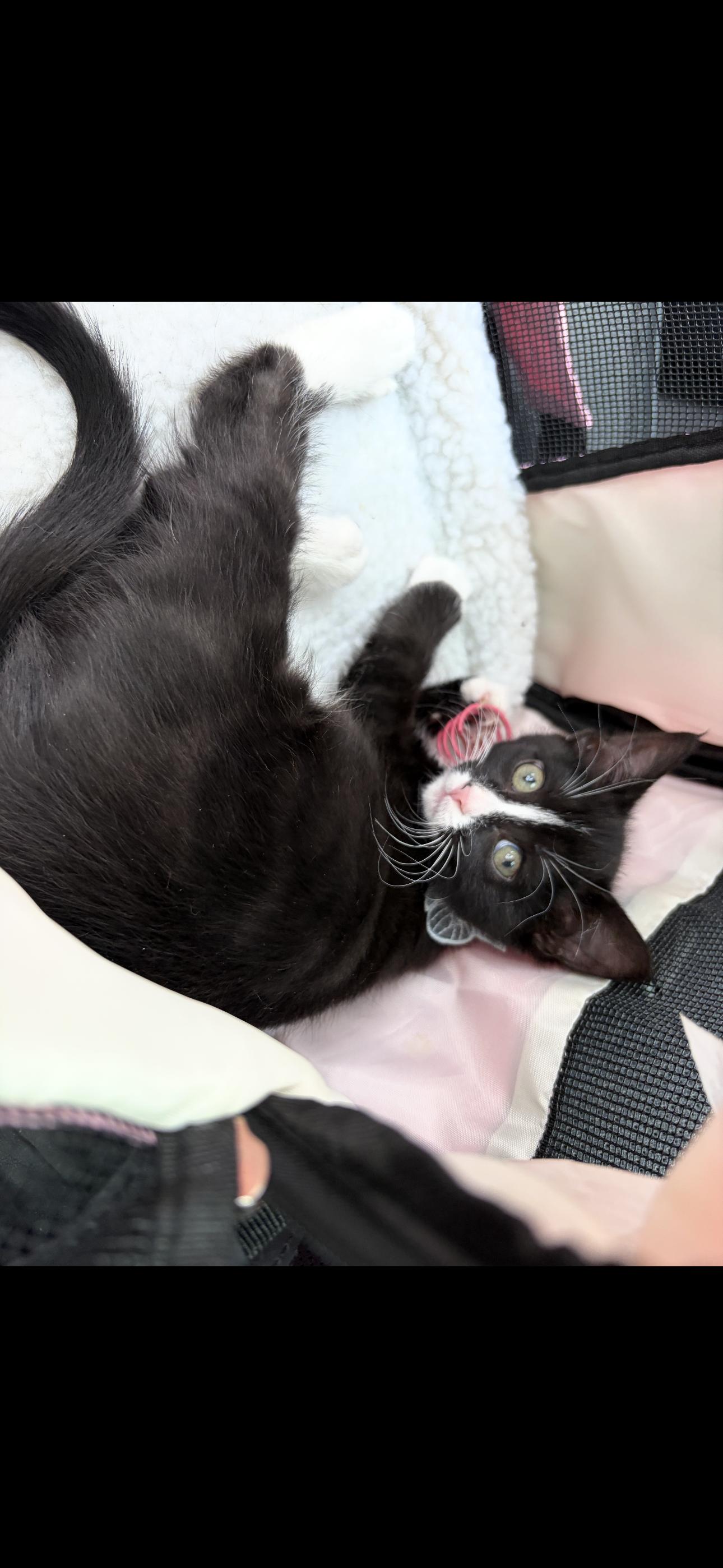 Crinkle, a Adoptable Domestic Short Hair in Bear, DE image 4/5