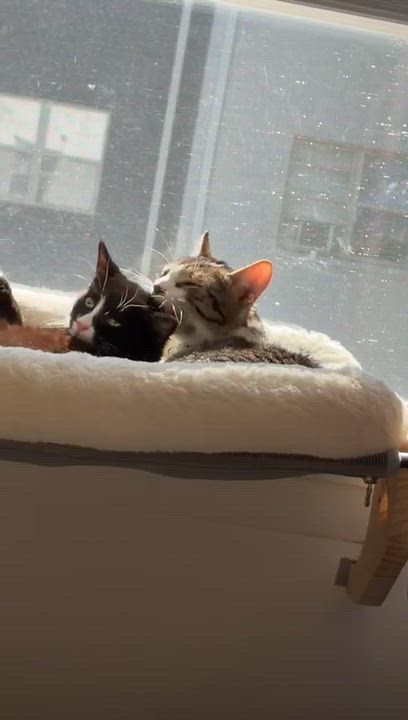 Enlarge Crinkle, a Adoptable Domestic Short Hair in Bear, DE video 4/6