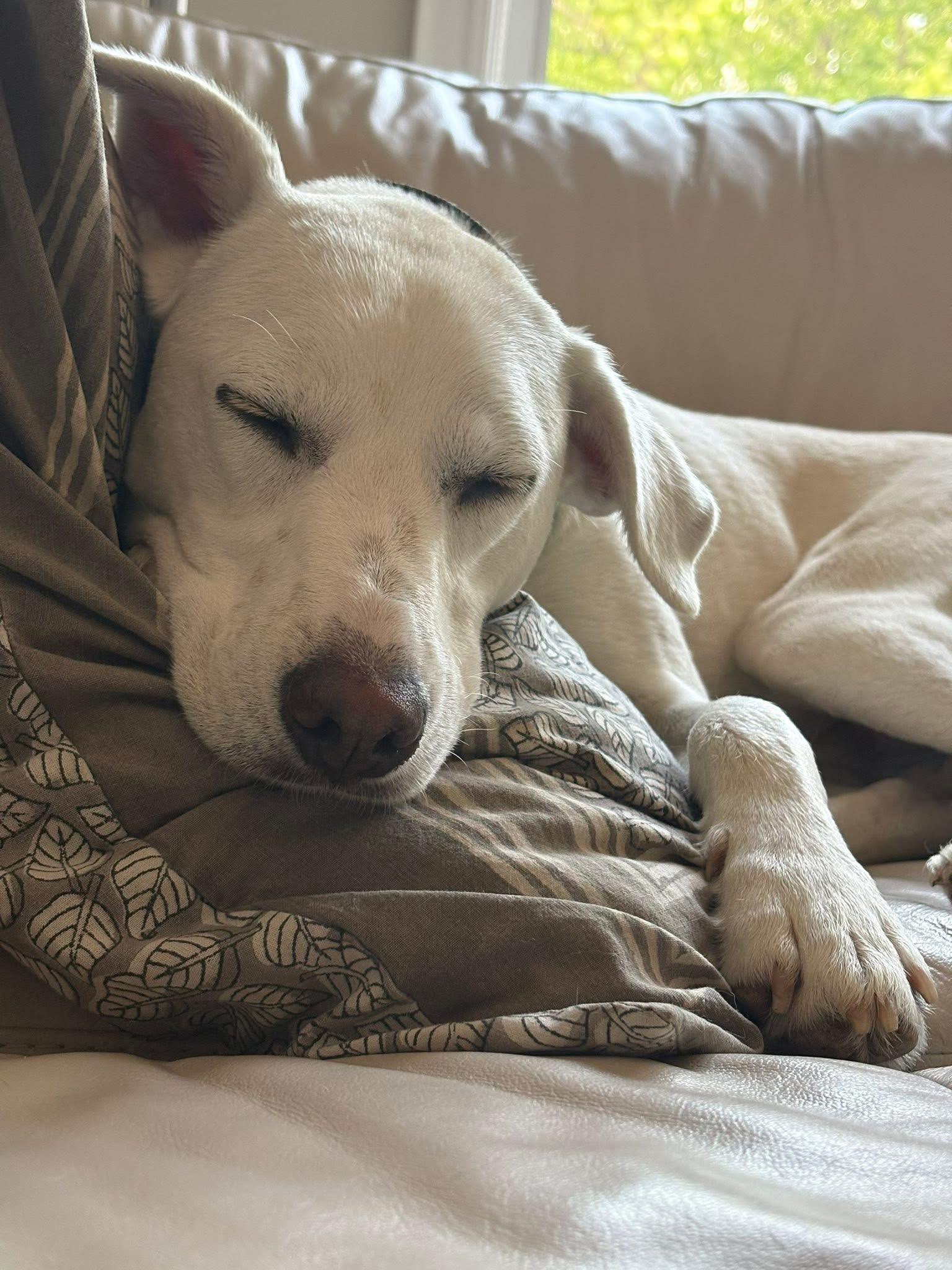 Billy, a Adoptable mixed breed in London, ON image 2/6