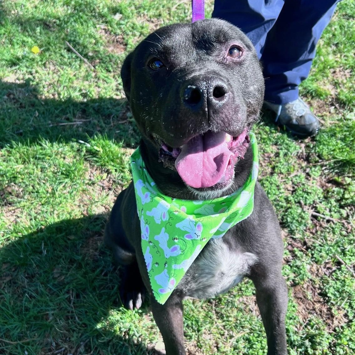 Astro, a Adoptable mixed breed in Columbus, IN image 6/6