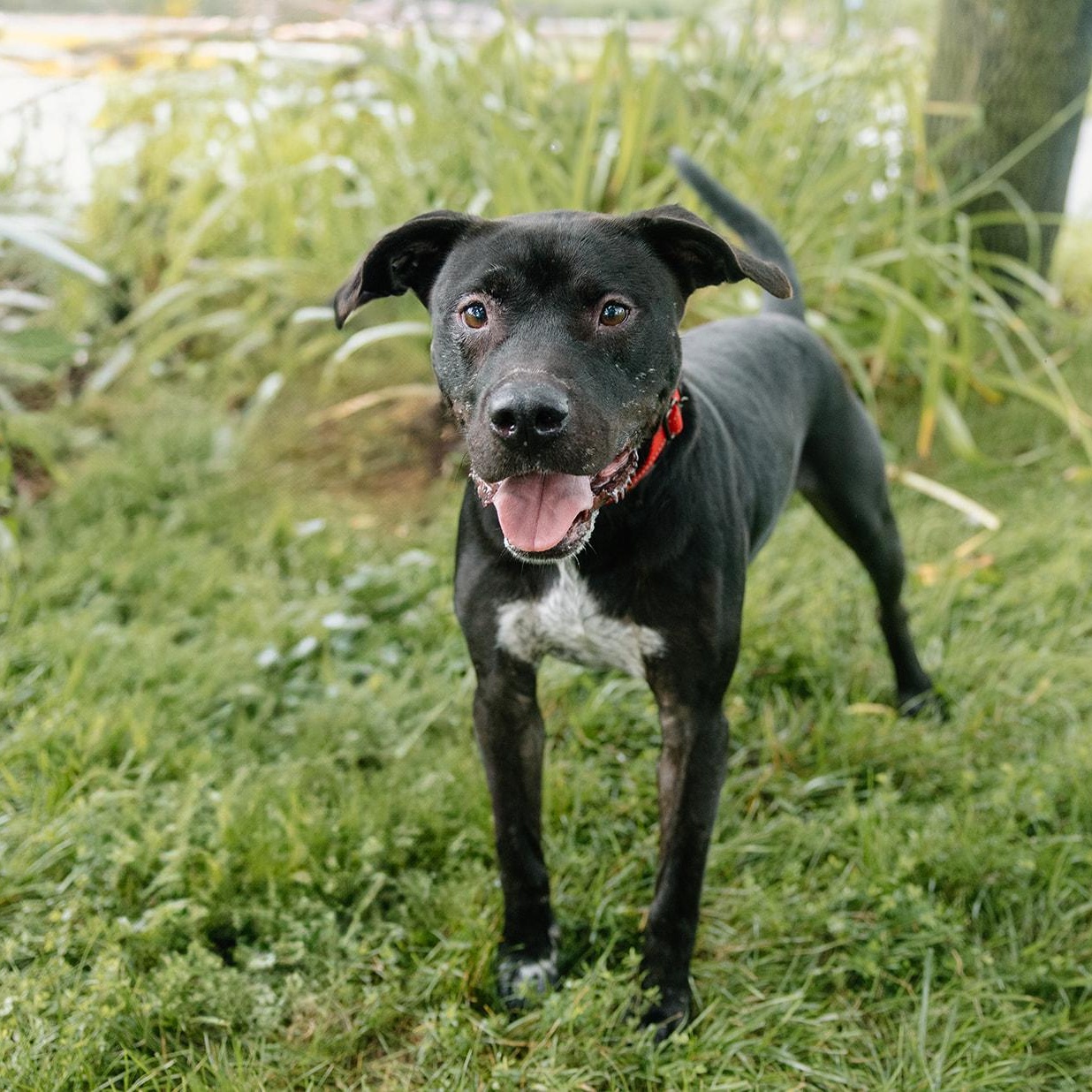 Astro, a Adoptable mixed breed in Columbus, IN image 3/6