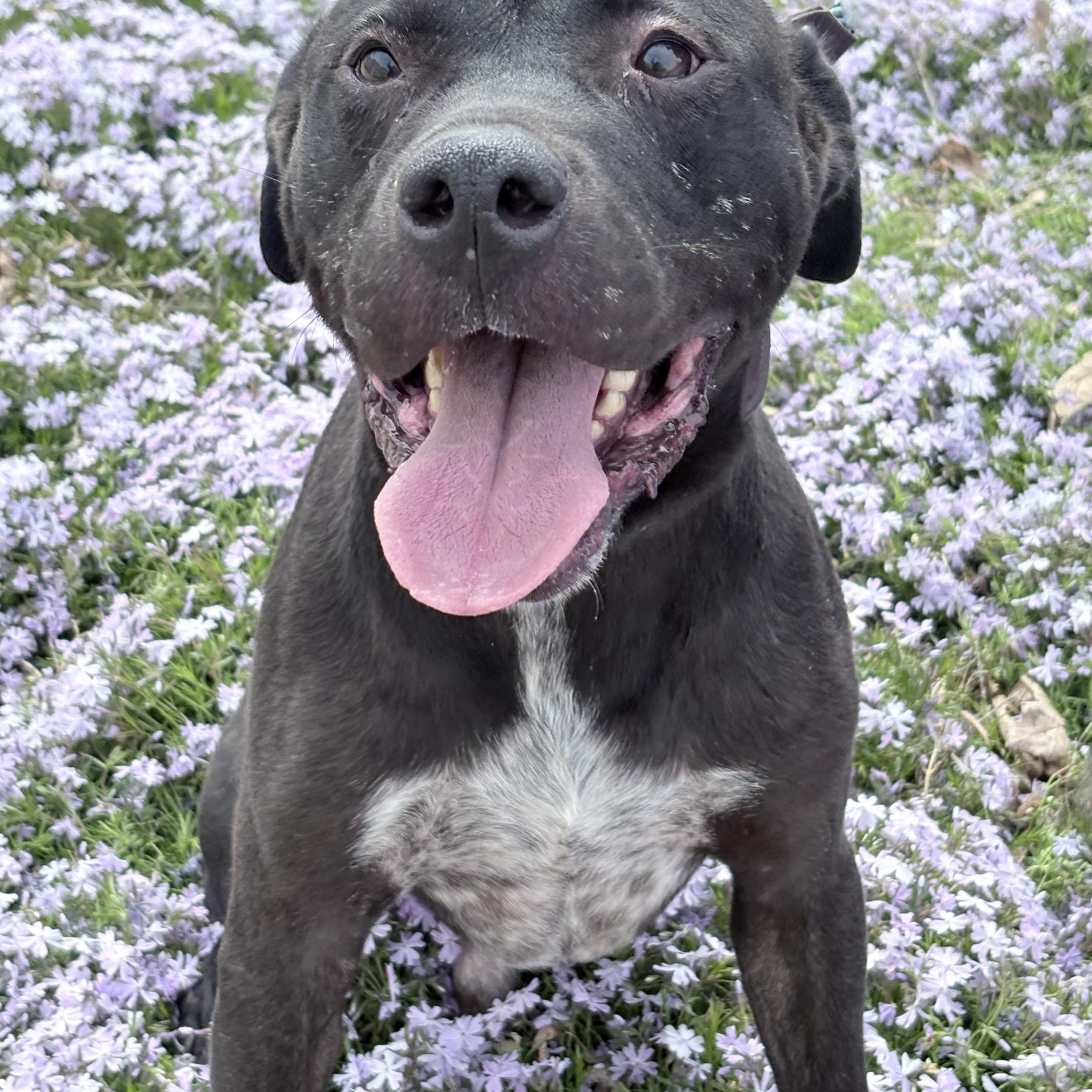 Astro, a Adoptable mixed breed in Columbus, IN image 5/6