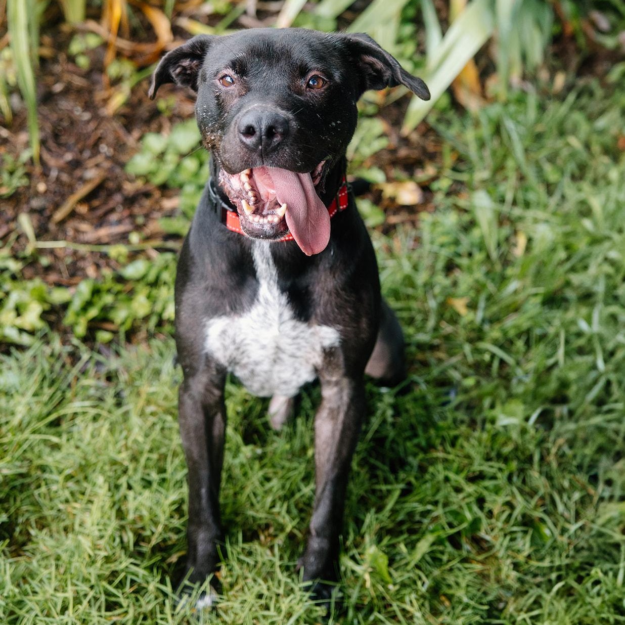 Astro, a Adoptable mixed breed in Columbus, IN image 2/6