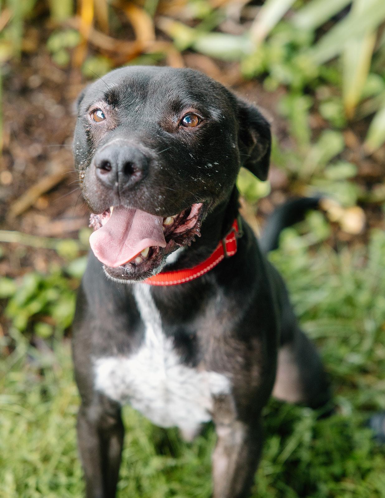 Astro, a Adoptable mixed breed in Columbus, IN image 4/6