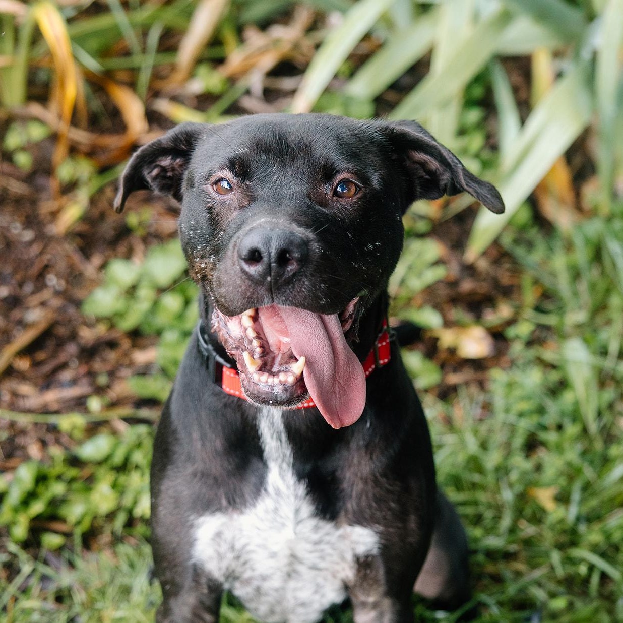 Astro, Adoptable, Adult Male German Shorthaired Pointer & Pit Bull Terrier.