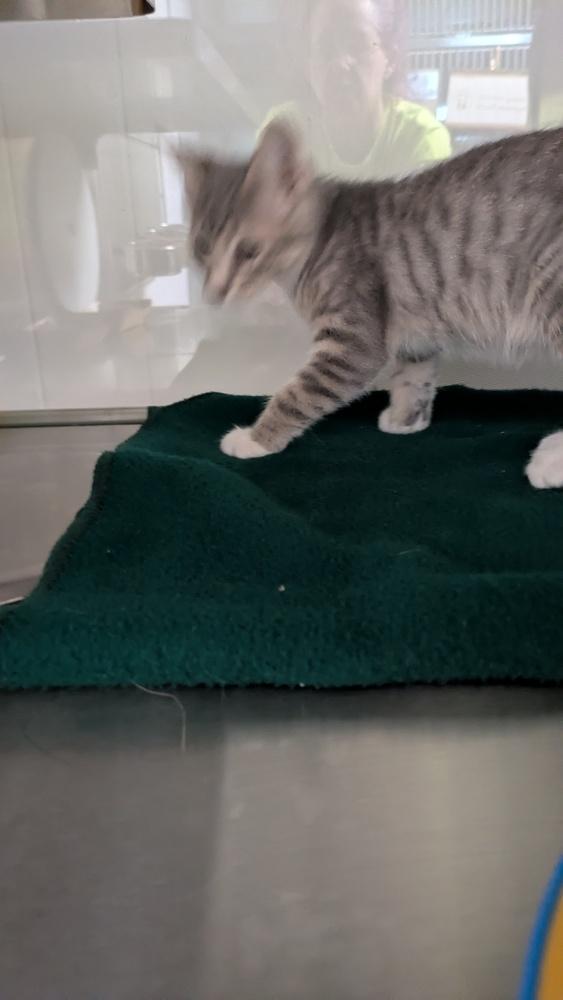 Scale, Adoptable, Kitten Female Domestic Short Hair.