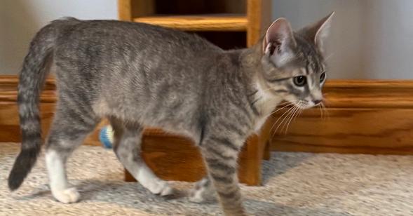 Enlarge Scale, a Adoptable mixed breed in Papillion, NE image 2/2