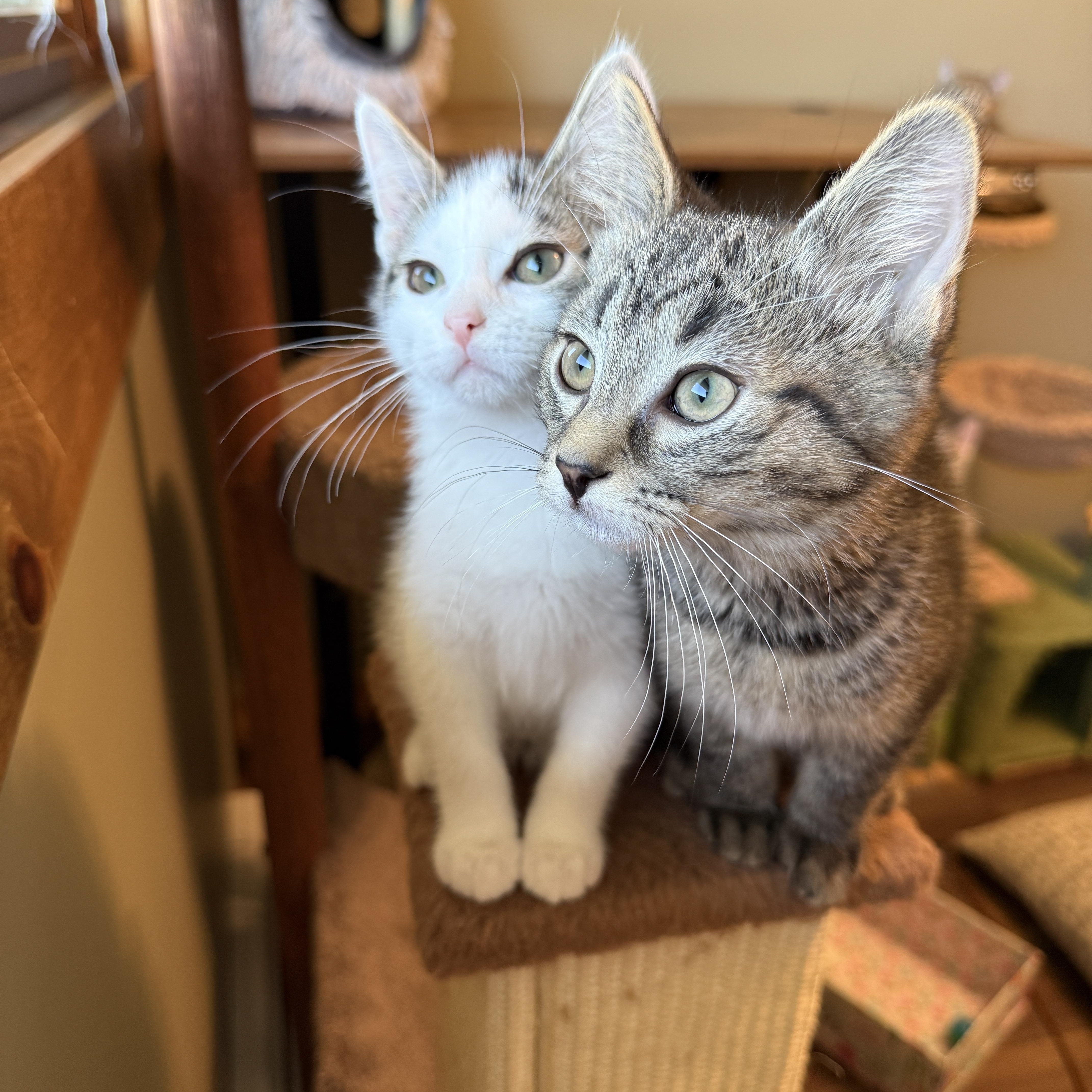 Enlarge Juliette, a ADOPTABLE Domestic Short Hair in Hartville, OH image 4/4
