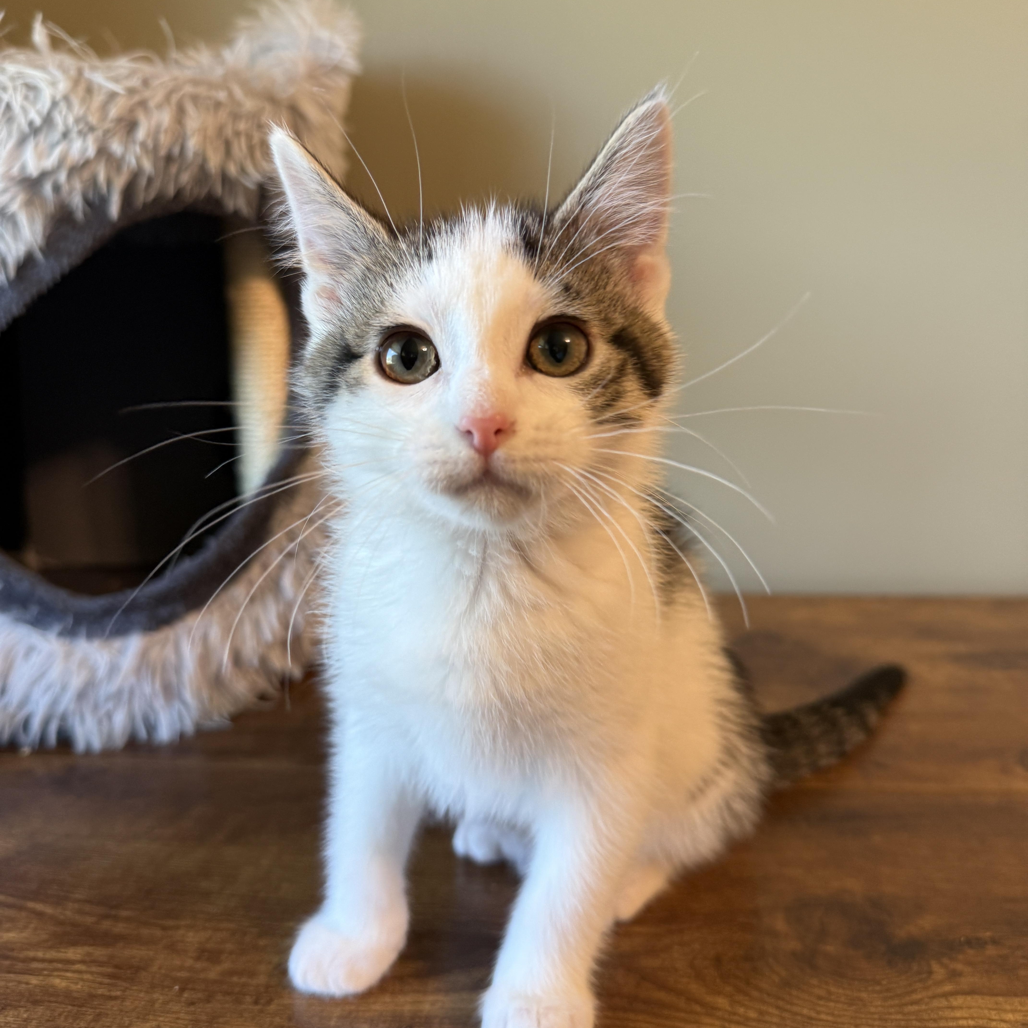 Enlarge Juliette, a ADOPTABLE Domestic Short Hair in Hartville, OH image 1/4
