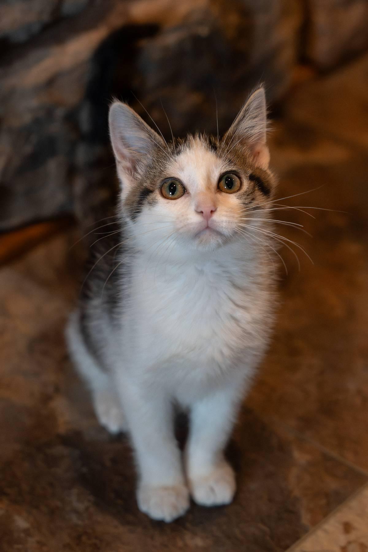 Enlarge Juliette, a ADOPTABLE Domestic Short Hair in Hartville, OH image 2/4