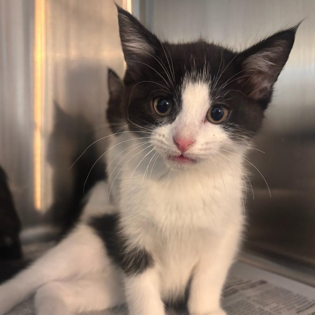 Randi, Adoptable, Kitten Male Domestic Short Hair.