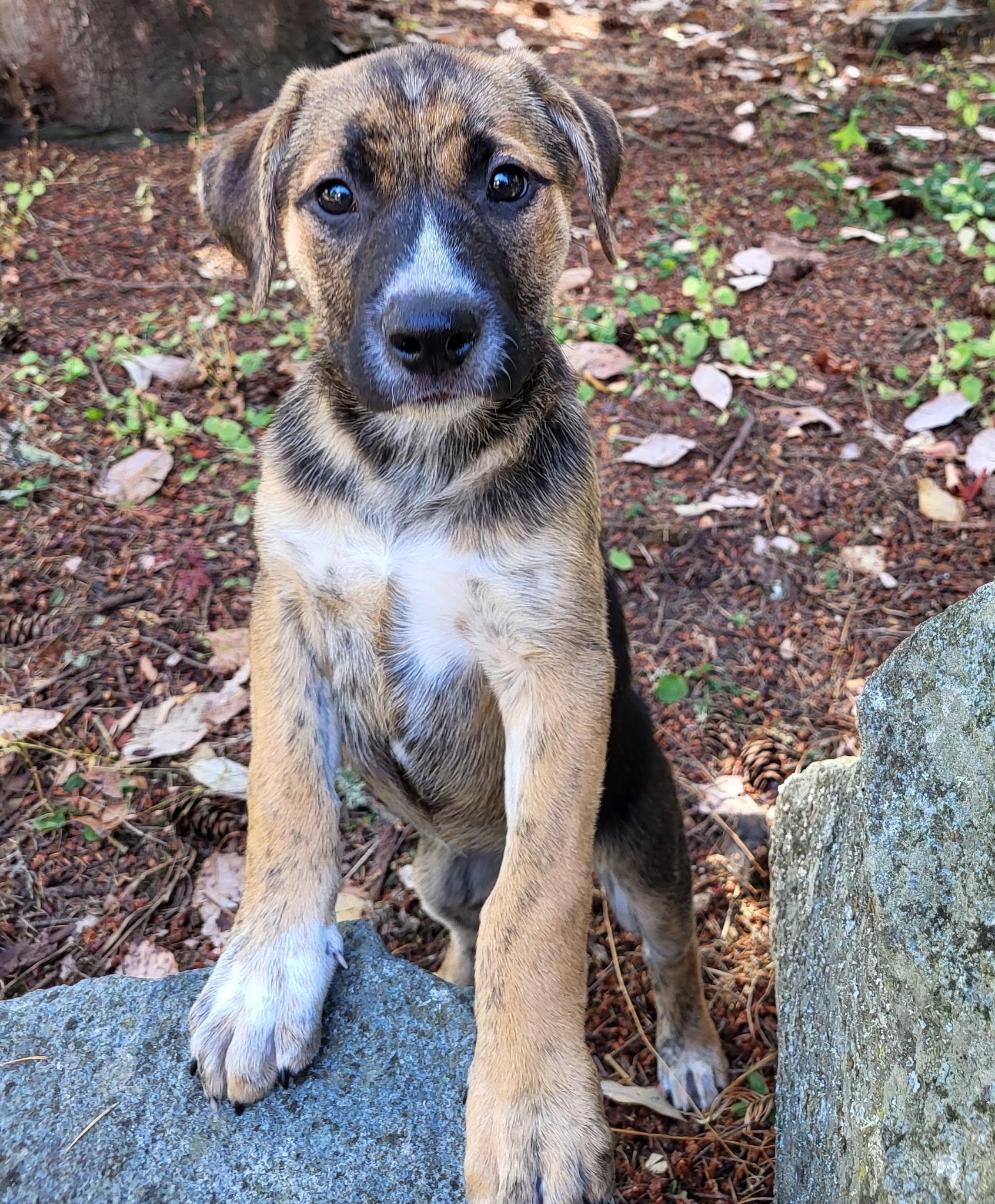 Andalusia, a ADOPTABLE mixed breed in Lacey, WA image 3/5