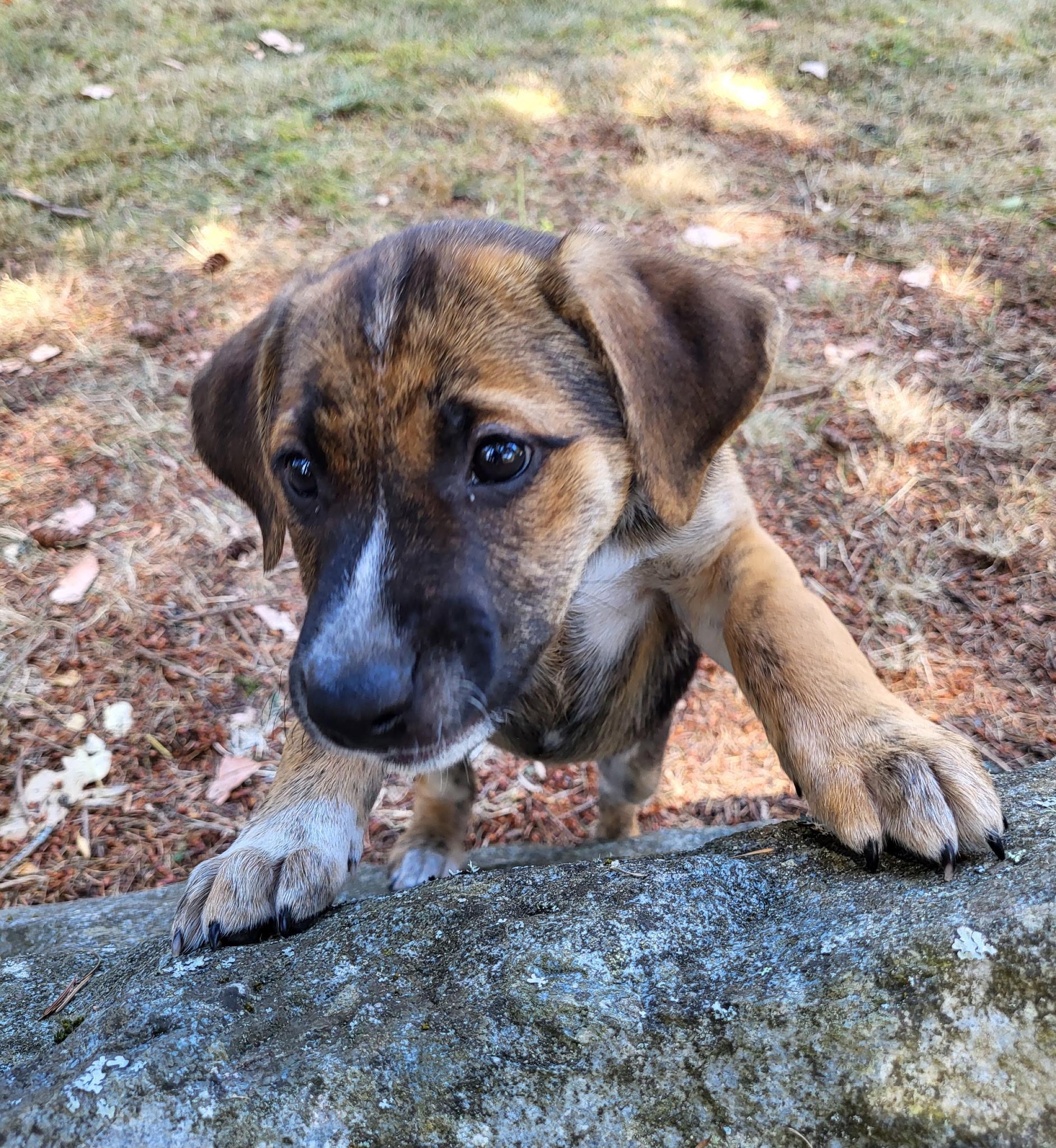 Andalusia, a ADOPTABLE mixed breed in Lacey, WA image 5/5