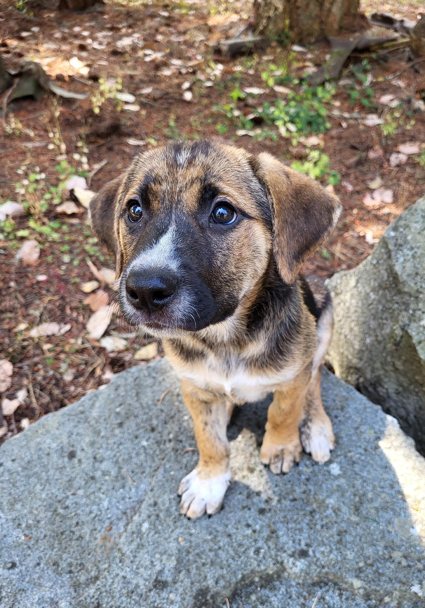 Andalusia, a ADOPTABLE mixed breed in Lacey, WA image 4/5