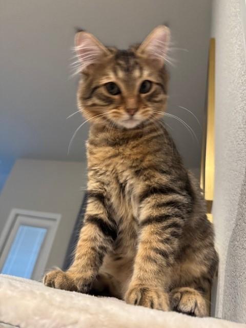 Enlarge Henry, a Adoptable Domestic Long Hair in Grand Prairie, TX image 1/6