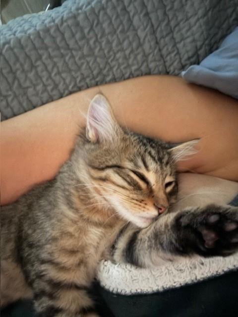Enlarge Henry, a Adoptable Domestic Long Hair in Grand Prairie, TX image 6/6