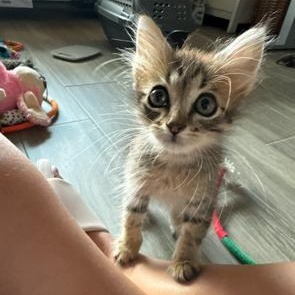 Enlarge Henry, a Adoptable Domestic Long Hair in Grand Prairie, TX image 5/6