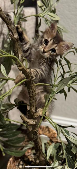 Henry, adopted, Kitten Male Domestic Long Hair.