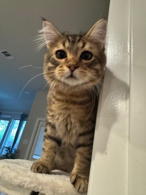 Enlarge Henry, a Adoptable Domestic Long Hair in Grand Prairie, TX image 4/6