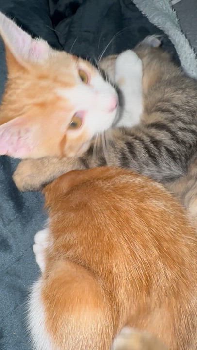 Enlarge Henry, a Adoptable Domestic Long Hair in Grand Prairie, TX video 3/6