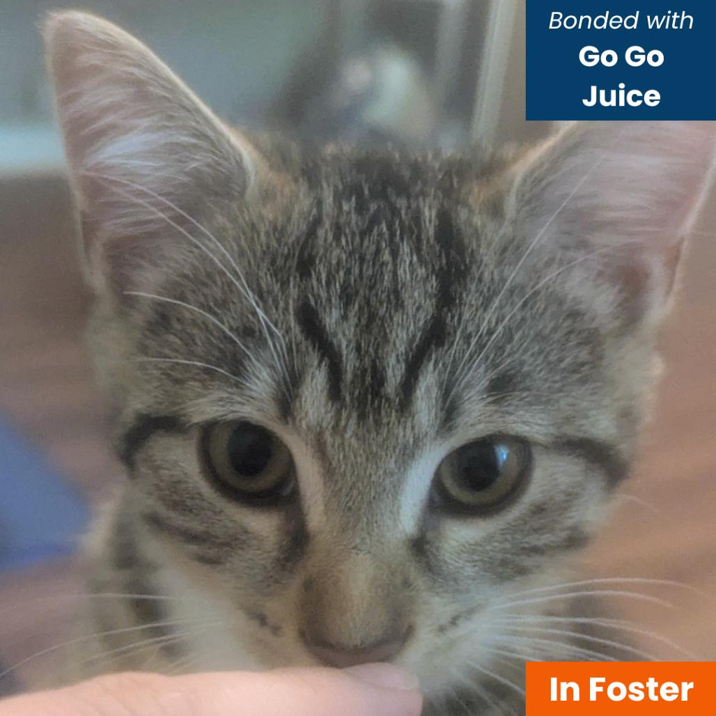 Widget, Adoptable, Kitten Female Domestic Short Hair.