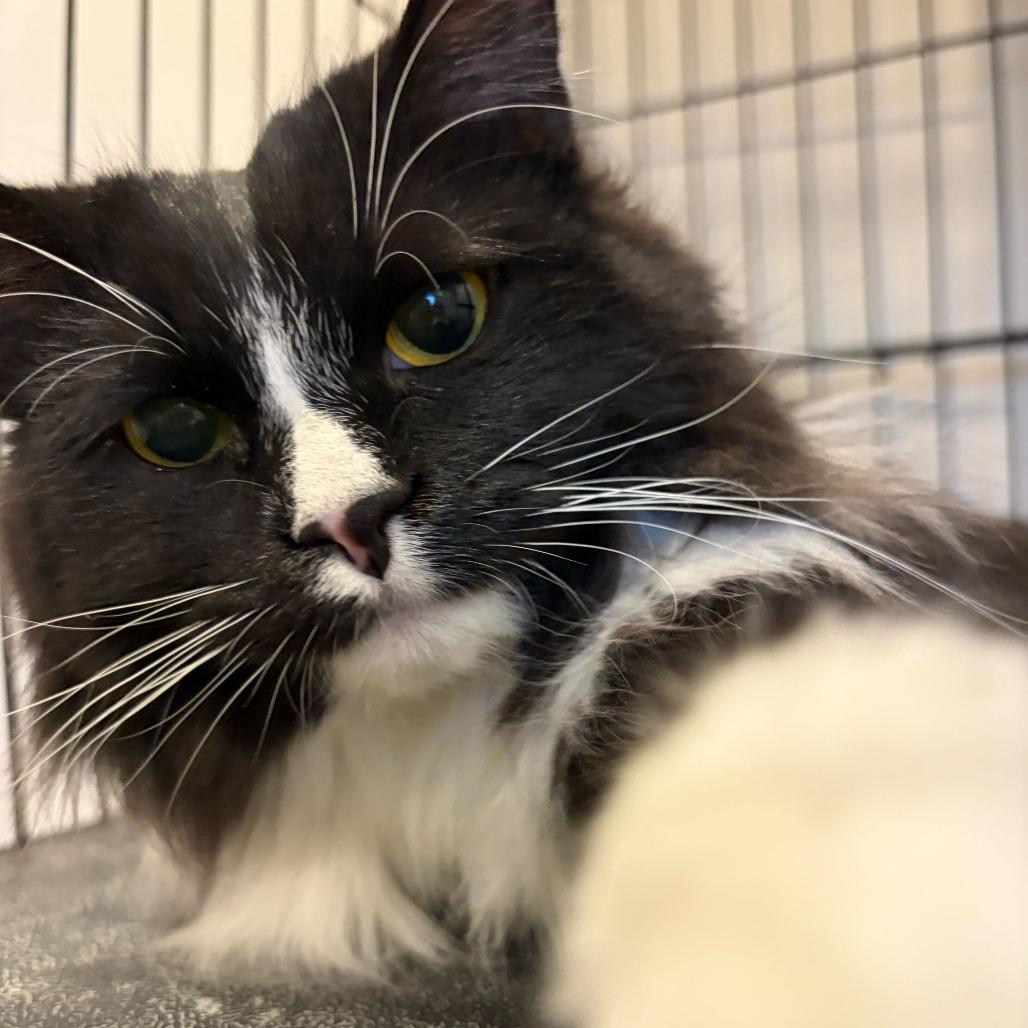 Pebbles, Adoptable, Young Female Domestic Medium Hair.