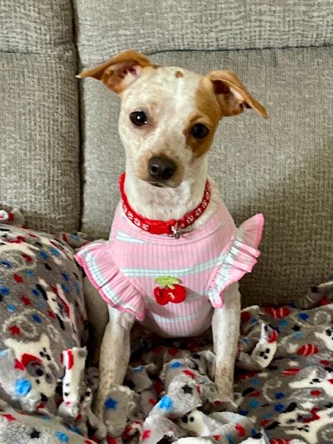 Speckles, Adoptable, Puppy Female Chihuahua.