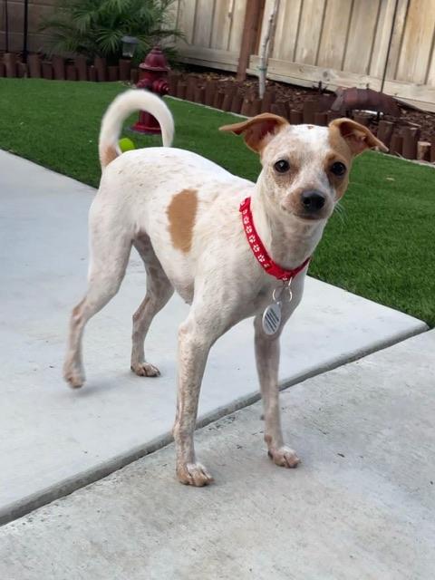 Speckles, a Adoptable mixed breed in Lafayette, CA image 6/6