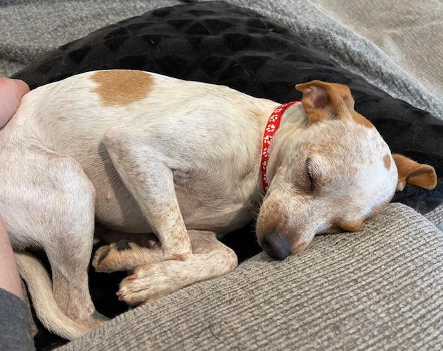 Speckles, a Adoptable mixed breed in Lafayette, CA image 5/6