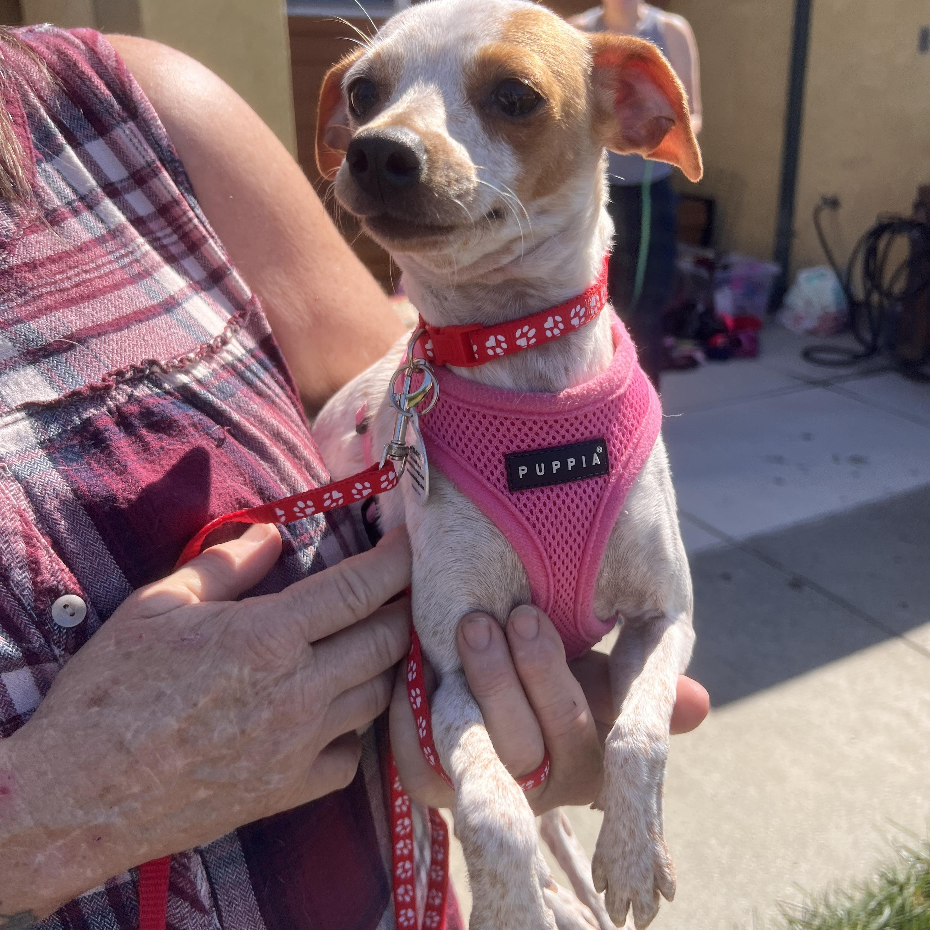 Speckles, a Adoptable mixed breed in Lafayette, CA image 2/6