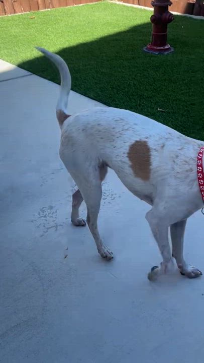 Enlarge Speckles, a Adoptable mixed breed in Lafayette, CA video 3/6