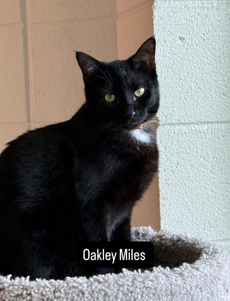 Oakley Miles, a Adoptable mixed breed in Dalton, GA image 3/3