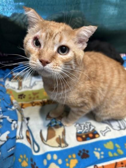 Mango, Adoptable, Adult Male Domestic Short Hair.