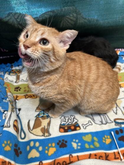 Enlarge Mango, a Adoptable Domestic Short Hair in Hamilton, MT image 2/2