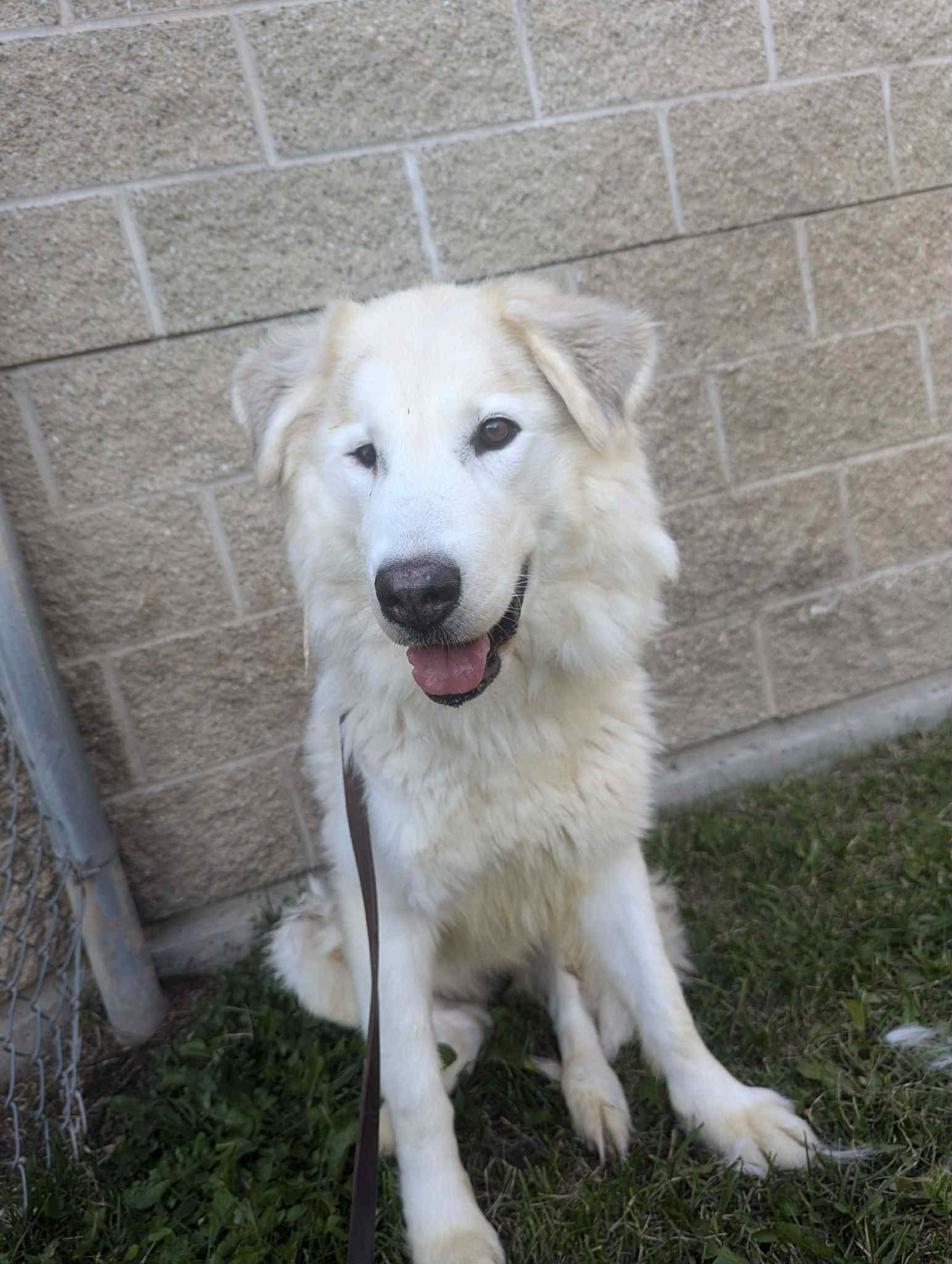 Juno, Adopted, Adult Female Husky & Chow Chow.