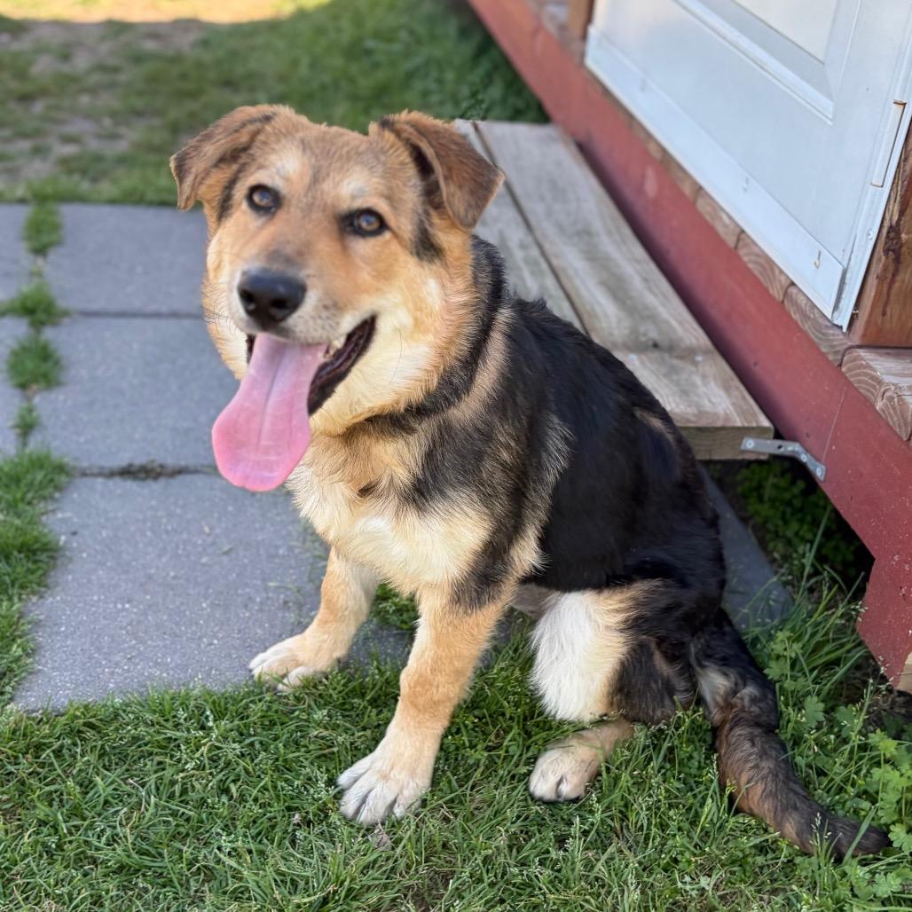 Honey Bunny 26-03-007, a Adoptable mixed breed in Bastrop, TX image 2/6